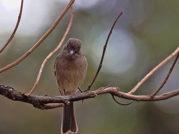 Ayssinian moor flycatcher, melaenornis chocolatinus 는 마른 나뭇가지에 앉아 있지만 에티오피아에 만살고 있습니다. — 스톡 사진