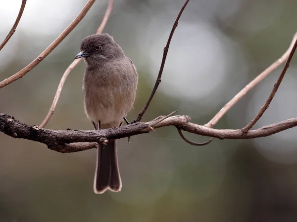 Ayssinian moor flycatcher, melaenornis chocolatinus 는 마른 나뭇가지에 앉아 있지만 에티오피아에 만살고 있습니다. — 스톡 사진