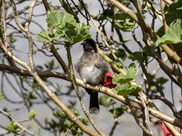 Der Gemeine Bulbul, Pycnonotus barbatus, versteckt sich in den Ästen eines Baumes, Äthiopien — Stockfoto