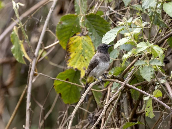 The Common Bulbul, Pycnonotus barbatus, is hidden in the branches of a tree, Ethiopia — Stock Photo, Image