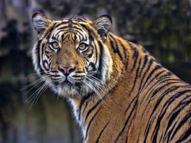 Dişi bir Tiger Sumatran, Panthera tigris sumatrae, çevreyi yakından izler.