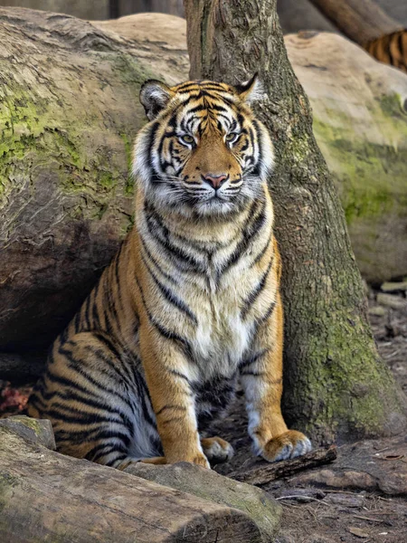 Dişi bir Tiger Sumatran, Panthera tigris sumatrae, çevreyi yakından izler. — Stok fotoğraf