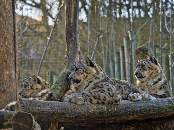 Vrouwelijke sneeuwluipaard, Panthera ounce met volwassen kuikens — Stockfoto