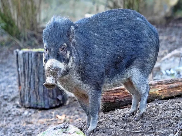 Seltenes visayanisches Warzenschwein, Sus cebifrons negrinus, auf Nahrungssuche im Boden — Stockfoto