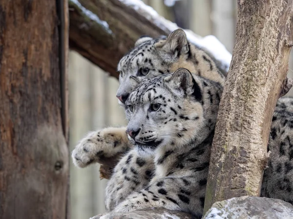 Leopardo de la nieve hembra, Panthera onza con polluelos adultos — Foto de Stock