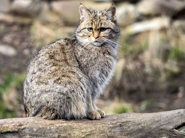 European wild cat, Felis s. Silvestris, sitting on a trunk watching the surroundings — Stock Photo, Image