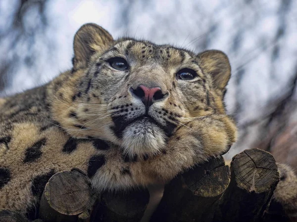 Retrato de leopardo de nieve hembra en reposo, Panthera uncia — Foto de Stock