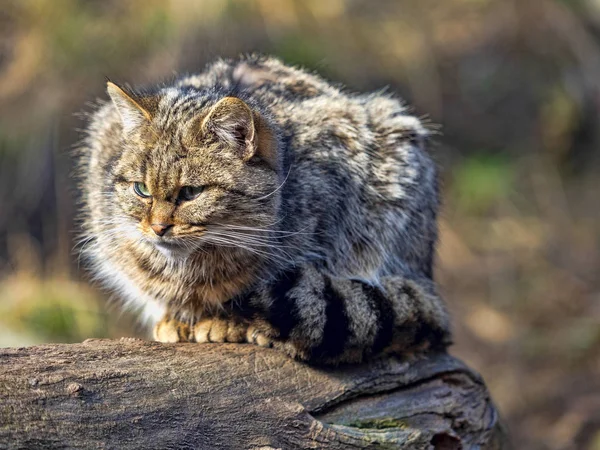 European wild cat, Felis s. Silvestris, sitting on a trunk watching the surroundings — Stock Photo, Image