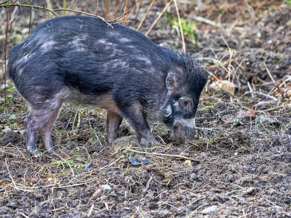 Seltenes visayanisches Warzenschwein, Sus cebifrons negrinus, auf Nahrungssuche im Boden — Stockfoto