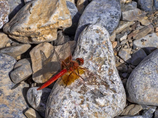 Libelle Auf Stein Thowara Sind Ein Ferienort Oman — Stockfoto