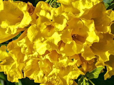 Güzel sarı çiçeklerle dolu ağaç, Umman.