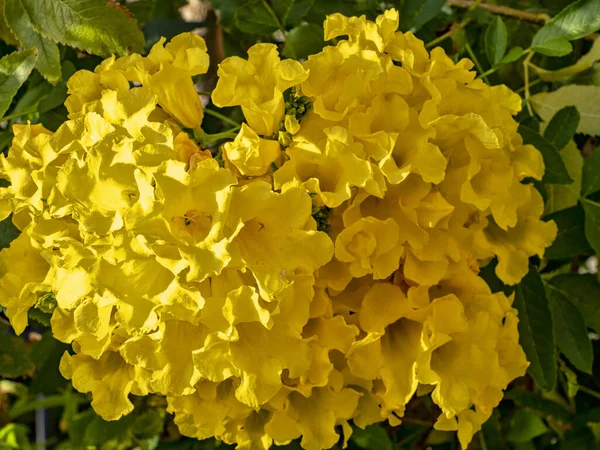 Træ Fyldt Med Smukke Gule Blomster Oman - Stock-foto