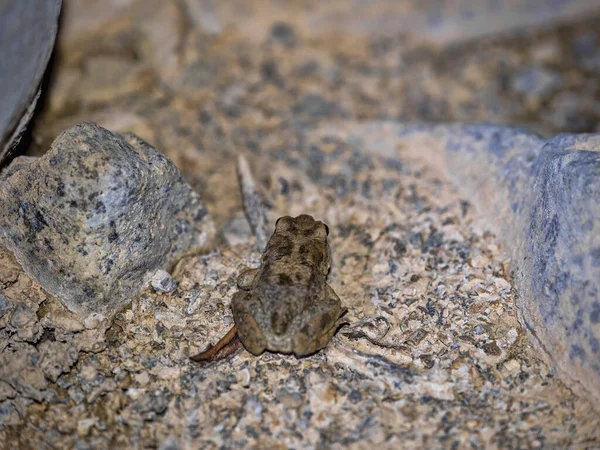 Sapo Duttaphrynus Arabicus Época Acasalamento Água Omã — Fotografia de Stock