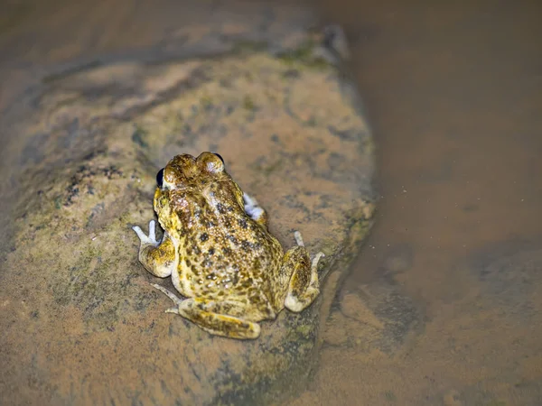 Frog Duttaphrynus Arabicus Time Mating Water Oman — Stock Photo, Image