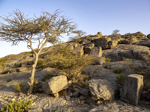 Canyon Roccioso Piccolo Fiume Nel Nord Dell Oman — Foto Stock
