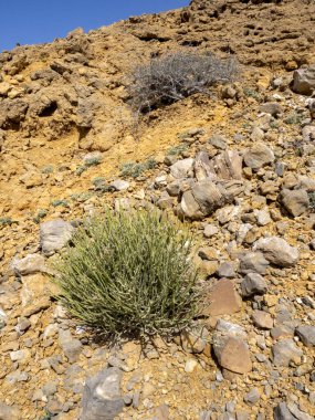 Hint Okyanusu 'nun kuzeydoğu kıyısındaki Xerophyte bitki örtüsü. Umman.