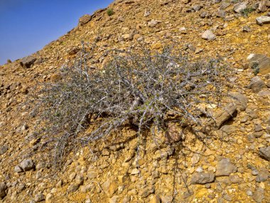 Hint Okyanusu 'nun kuzeydoğu kıyısındaki Xerophyte bitki örtüsü. Umman.