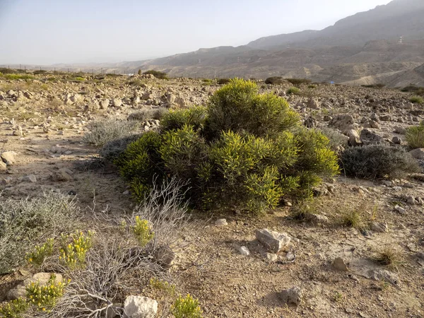 Vegetazione Costiera Xerofita Resiste Alla Siccità Oman — Foto Stock