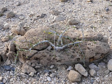 Xerophyte kıyı bitkileri kuraklığa dayanır. Umman.