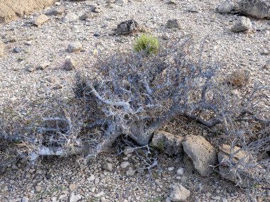 Xerophyte kıyı bitkileri kuraklığa dayanır. Umman.