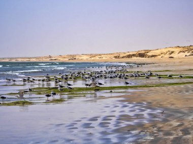 Martı sürüsü deniz kıyısında yiyecek topluyor Umman.