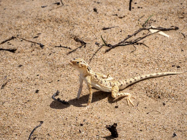 Μικρό Πρόσφατα Περιγραφόμενο Agama Phrynocephalus Sakoi Στην Έρημο Ομάν — Φωτογραφία Αρχείου