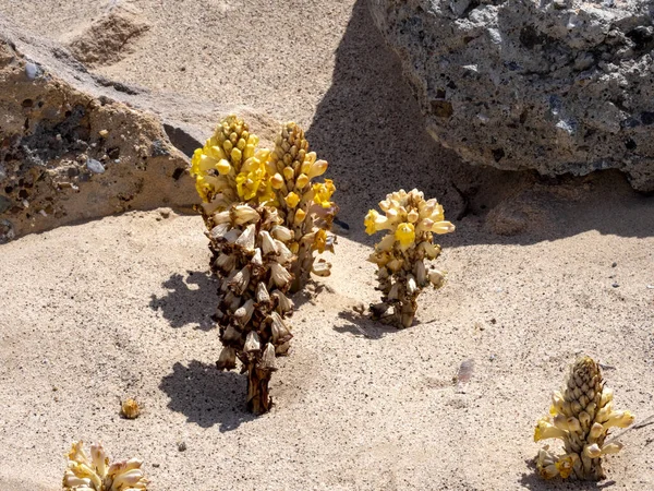 Interesting yellow flowering plant in the desert, Oman