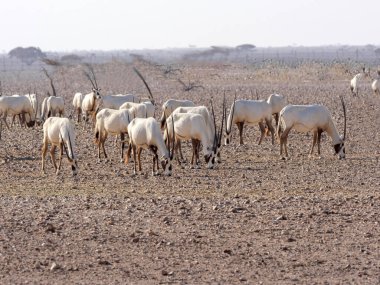 Üreme grubu Arap Afrika antilobu, Afrika antilobu, Al Wusta Vahşi Yaşam Rezervi, Umman.