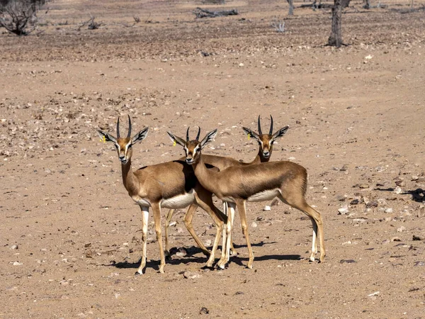 Piccola Mandria Mounitain Gazelle Gazella Gazella Cora Wusta Wildlife Reserve — Foto Stock