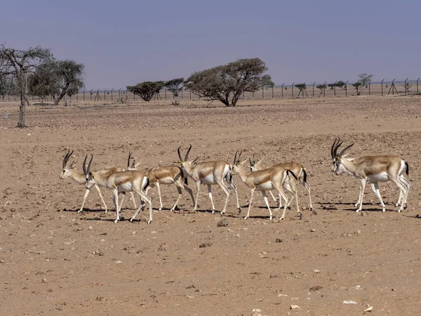 Liten Hjord Arabisk Sandgasell Gazella Marica Wusta Naturreservat Oman — Stockfoto