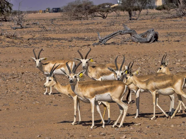 Liten Hjord Arabisk Sandgasell Gazella Marica Wusta Naturreservat Oman — Stockfoto