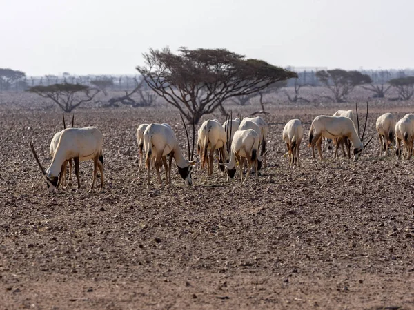 Grupo Reproductor Arabian Oryx Oryx Leucoryx Wusta Wildlife Reserve Omán — Foto de Stock
