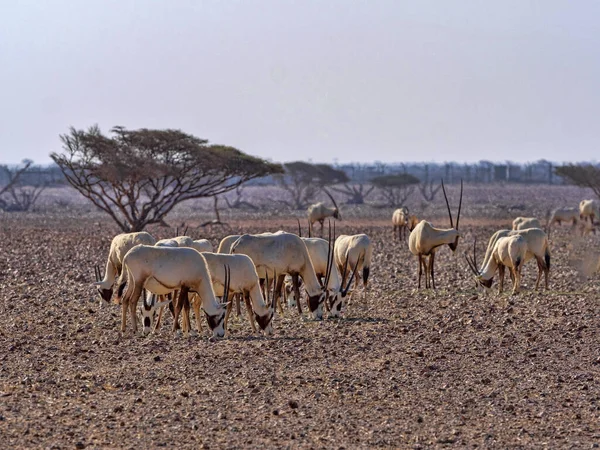 Avelsgrupp Arabian Oryx Oryx Leucoryx Wusta Wildlife Reserve Oman — Stockfoto