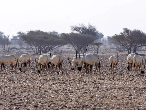 Grupo Reproductor Arabian Oryx Oryx Leucoryx Wusta Wildlife Reserve Omán — Foto de Stock