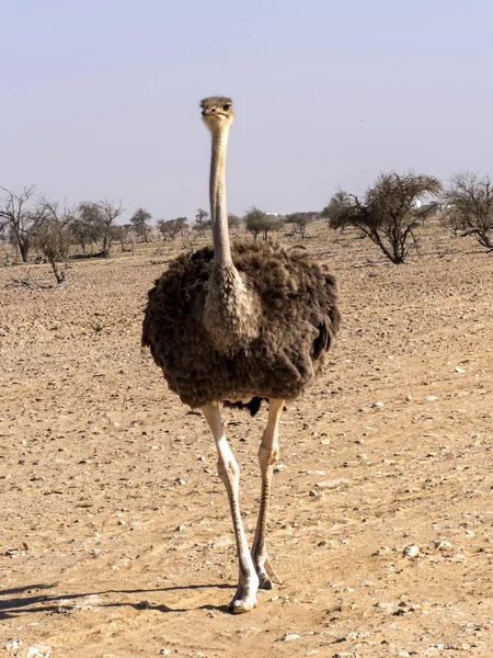 Femme Autruche Struthio Camelus Réserve Faunique Wusta Oman — Photo