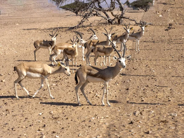 阿曼Al Wusta野生动物保护区Gazella Marica阿拉伯沙羚羊小群 — 图库照片