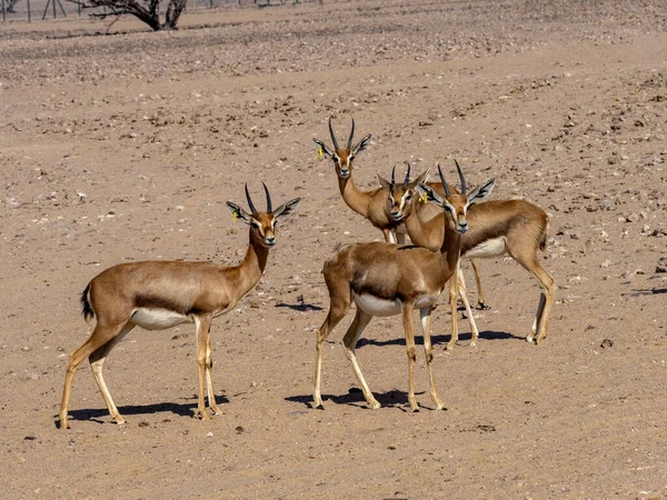 Piccola Mandria Mounitain Gazelle Gazella Gazella Cora Wusta Wildlife Reserve — Foto Stock