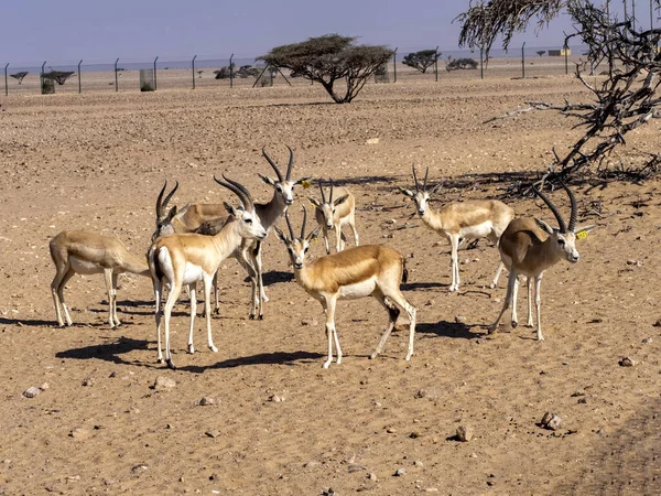 Piccola Mandria Gazzelle Sabbia Araba Gazella Marica Wusta Wildlife Reserve — Foto Stock