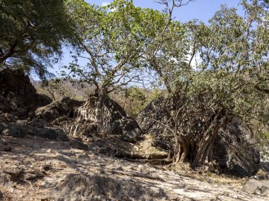 Vadi Hinna 'nın taşlı çölünde, büyük bir kayanın üzerinde büyüyen Ficus. Umman..