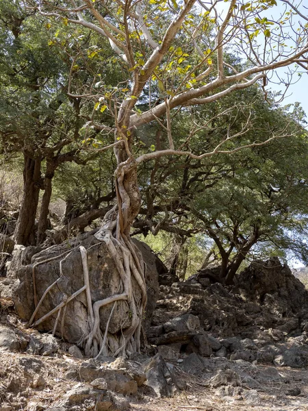 Ficus Avec Croissance Sur Grand Rocher Dans Désert Pierreux Wadi — Photo