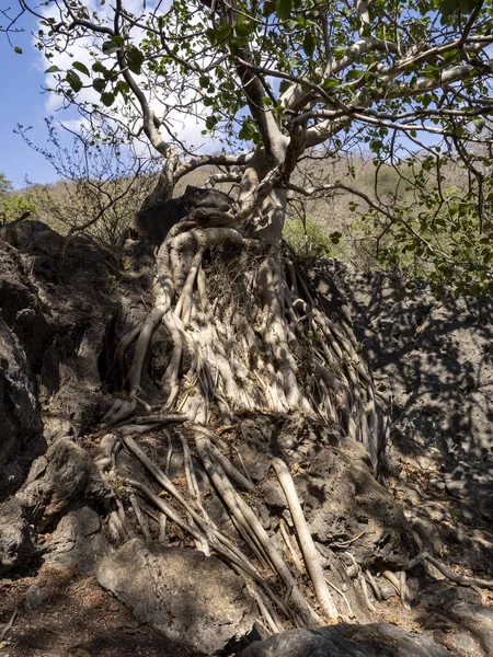Ficus Wächst Auf Einem Großen Felsbrocken Der Steinigen Wüste Wadi — Stockfoto