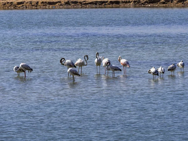 Pequeno Grupo Rosa Flamingo Phoenicopterus Roseus Uma Baía Omã — Fotografia de Stock