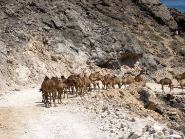 Arap deve kervanı, Camelus dromedarius, denizden Güney Umman dağlarına otlakları terk ediyor.