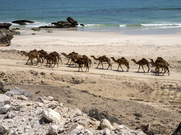 Cammello Arabo Carovana Camelus Dromedarius Lasciando Pascolo Dal Mare Alle — Foto Stock
