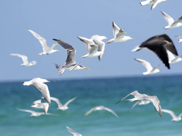 在阿曼南部的海岸上有成群的各种水鸟 — 图库照片