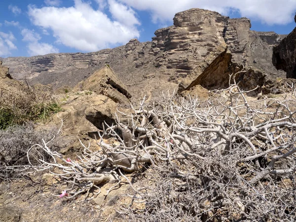 Adenium Dhofarenseの美しい植物は オマーン南部の山の斜面で成長します — ストック写真