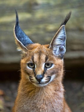 Caracal 'ın portresi, Caracal Caracal, kulaklarında güzel fırçalar