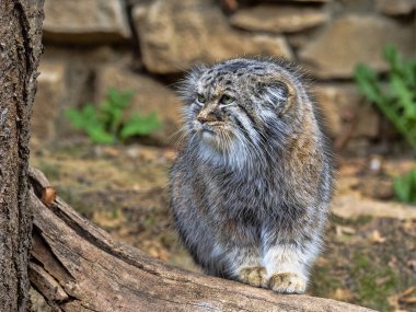 Yetişkin bir erkek Pallas kedisi olan Otocolobus manul, çevreyi gözlemler.