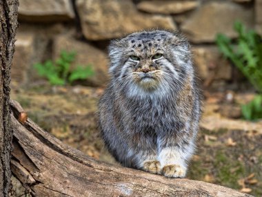 Yetişkin bir erkek Pallas kedisi olan Otocolobus manul, çevreyi gözlemler.
