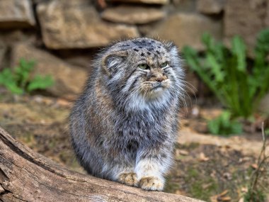 Yetişkin bir erkek Pallas kedisi olan Otocolobus manul, çevreyi gözlemler.
